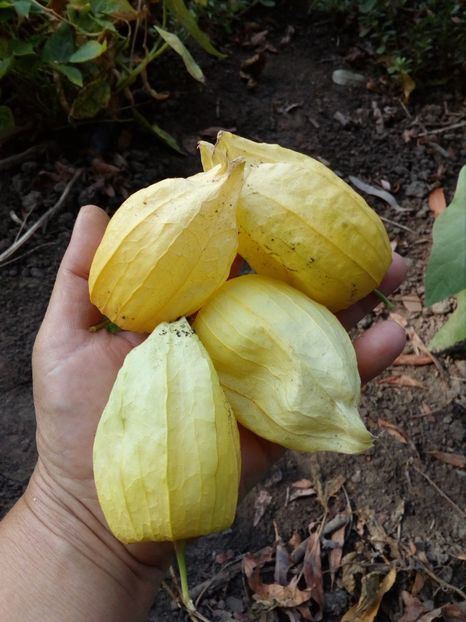  - SEMINTE TOMATILLO - PHYLADELPHIA