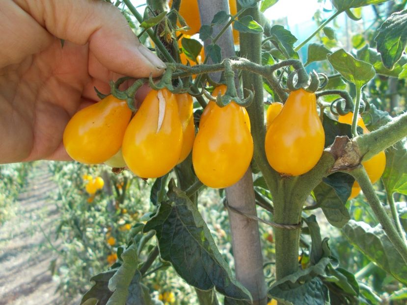  - SEMINTE ROSII - JAPAN GOLDEN PEAR