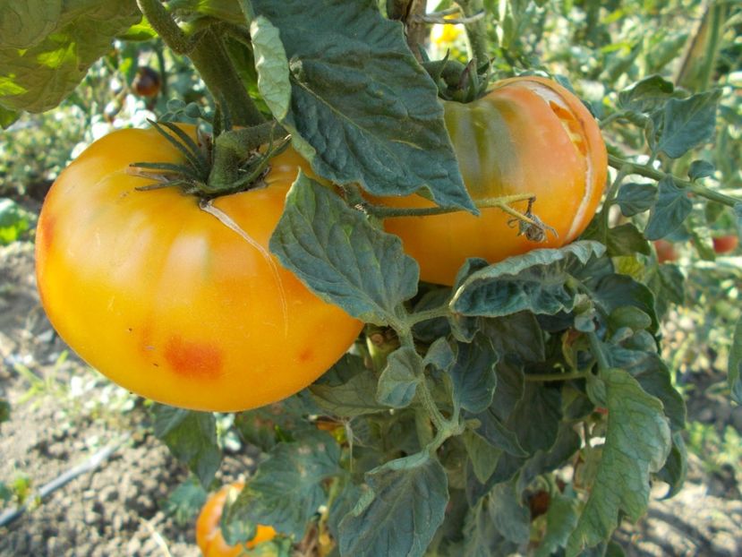  - SEMINTE ROSII - BIG RAINBOW