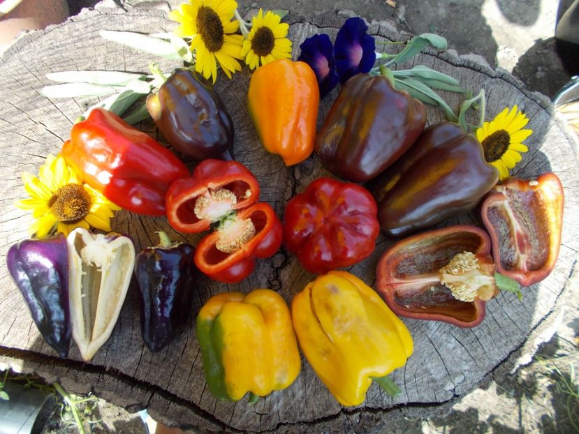  - SEMINTE ARDEI - A 14 GOGOSAR