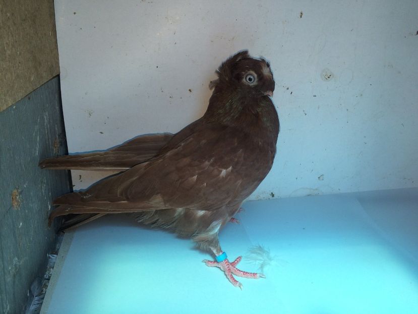 7109  femelă  2018_1 - pui 2018 BM