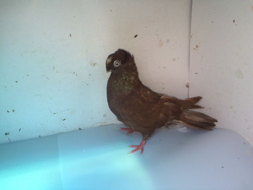 7109  femelă  2018_2 - pui 2018 BM