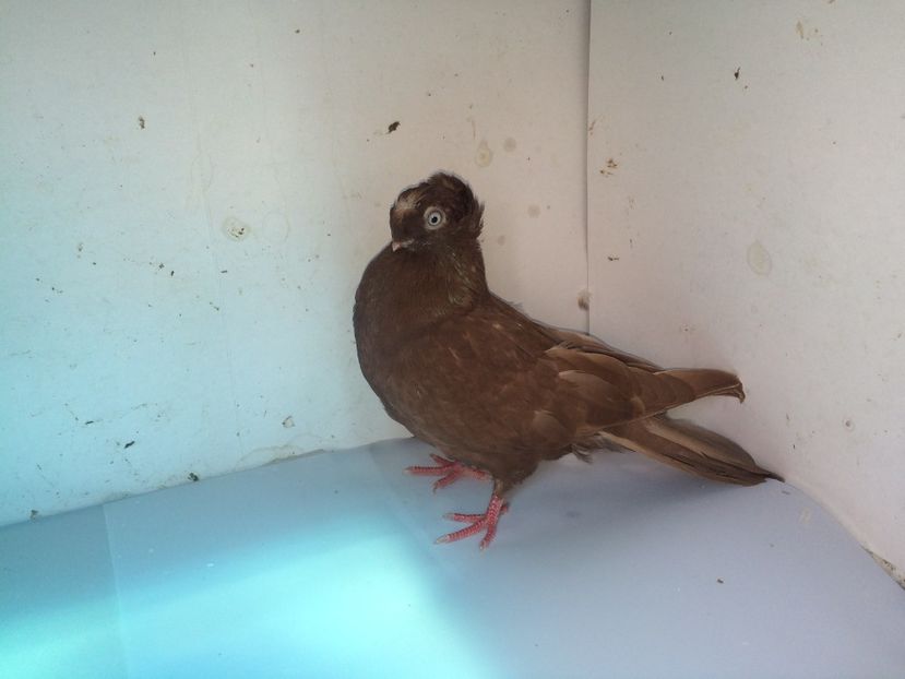 7109  femelă  2018_3 - pui 2018 BM