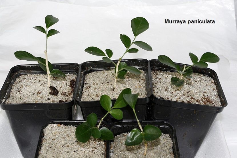 22.11.17 - 04 Murraya