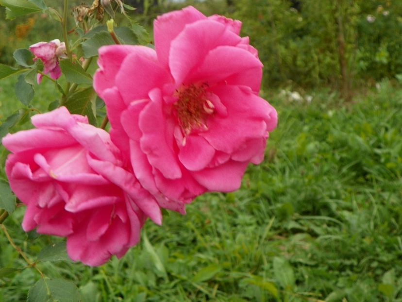 Katy Road Pink - Trandafiri 2018 5