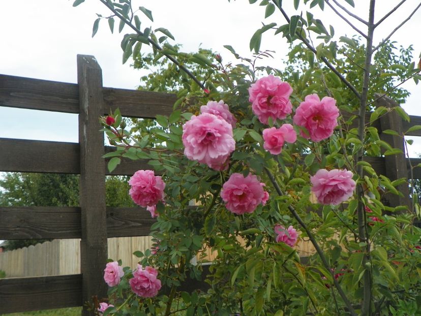 John Davis - Trandafiri 2018 5