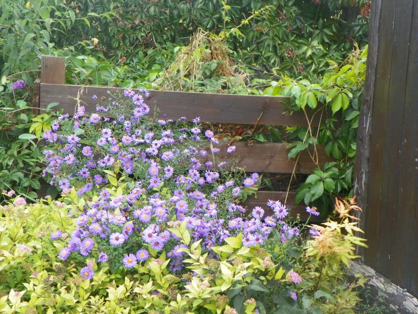 aster inalt - Dobarland 2018 3