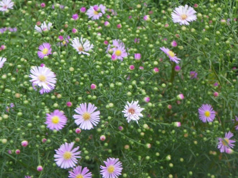 aster ericoides Esther - Dobarland 2018 3