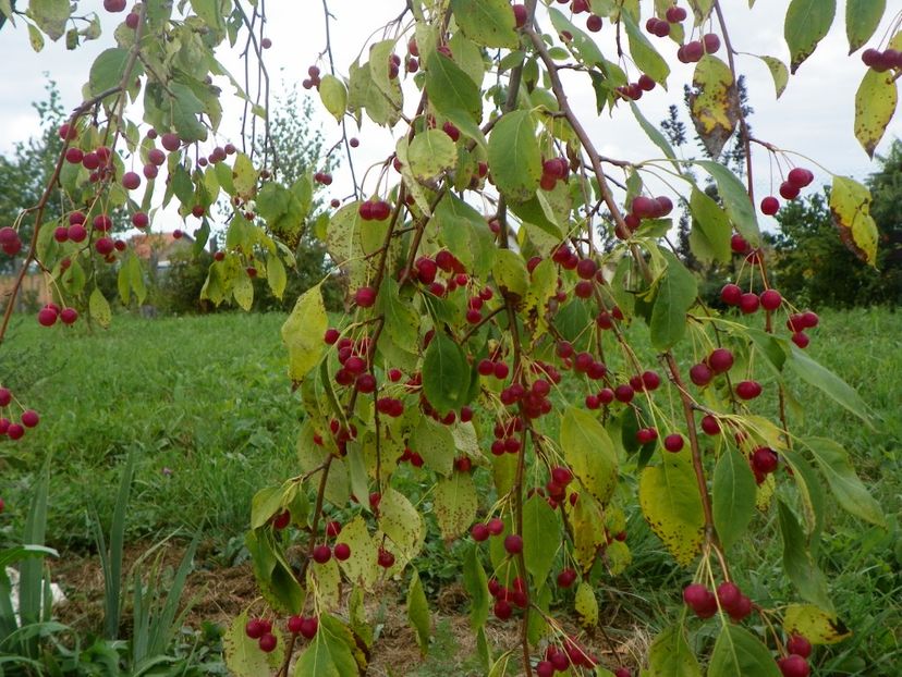 malus Sun Rival - Dobarland 2018 3