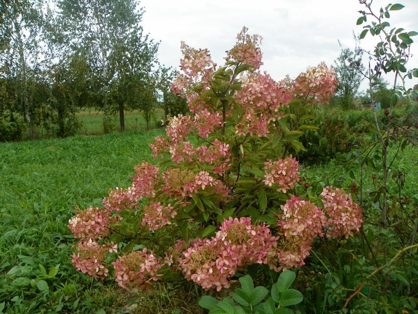 hydrangea paniculata Phantom - Dobarland 2018 3