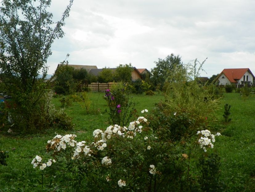 Darlow's Enigma - Dobarland 2018 3