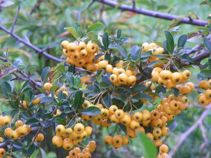 pyracantha Soleil d'Or - Dobarland 2018 3