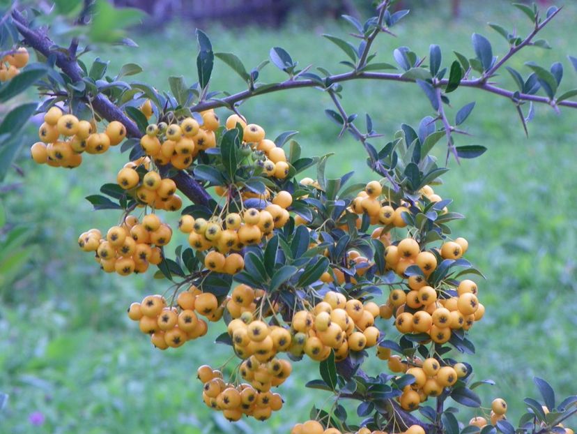 pyracantha Soleil d'Or - Dobarland 2018 3