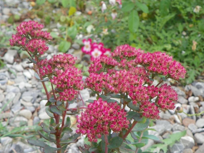 sedum Carl - Dobarland 2018 3