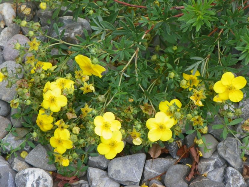 potentilla fruticosa Goldfinger - Dobarland 2018 3