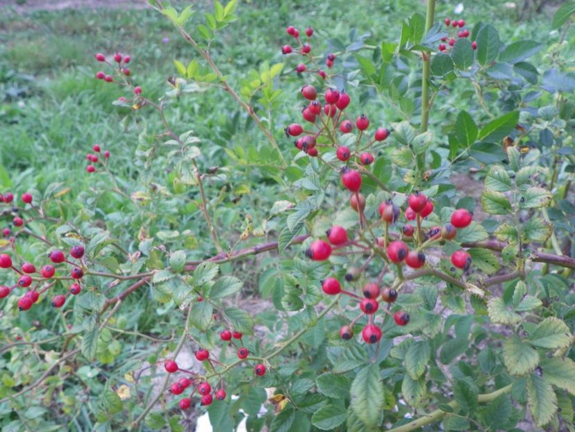 rosa multiflora - Dobarland 2018 3