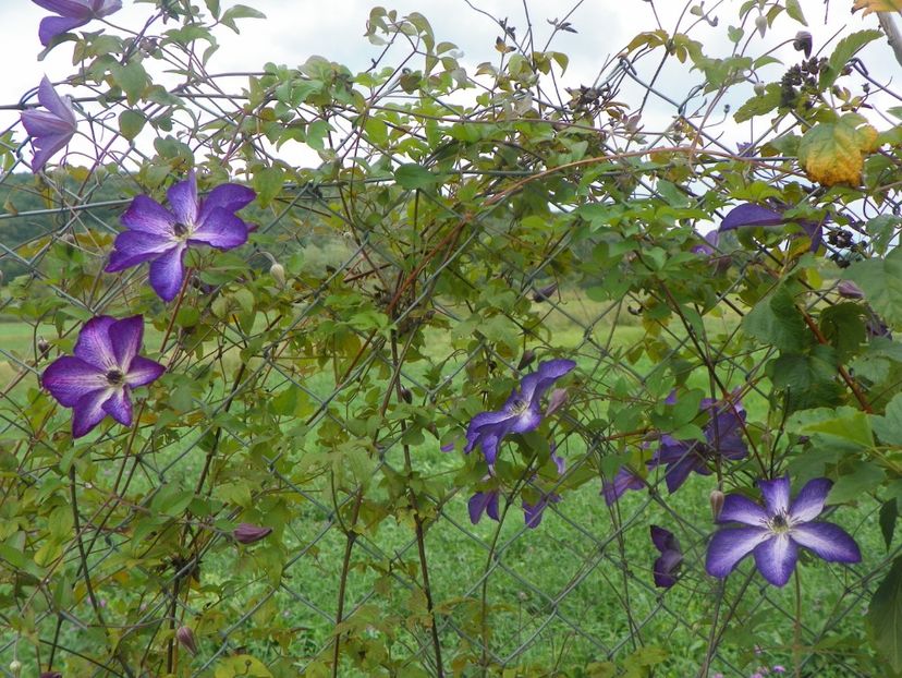 clematis Venosa Violacea - Dobarland 2018 3