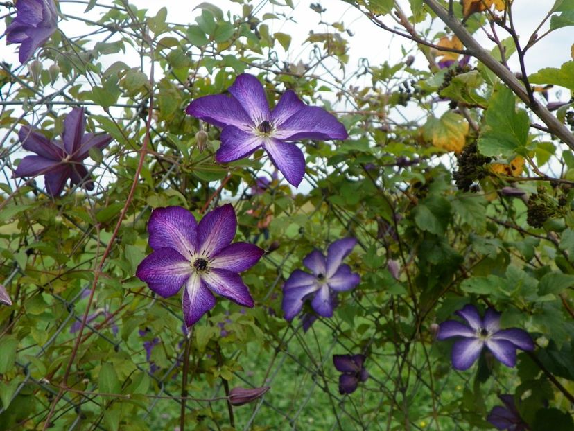 clematis Venosa Violacea - Dobarland 2018 3