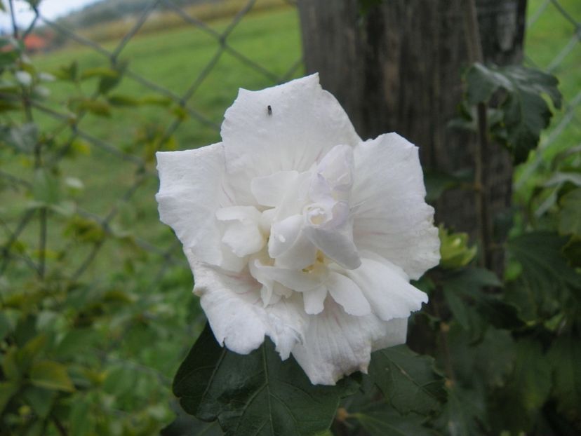 hibiscus syriacus Jeanne d'Arc - Dobarland 2018 3