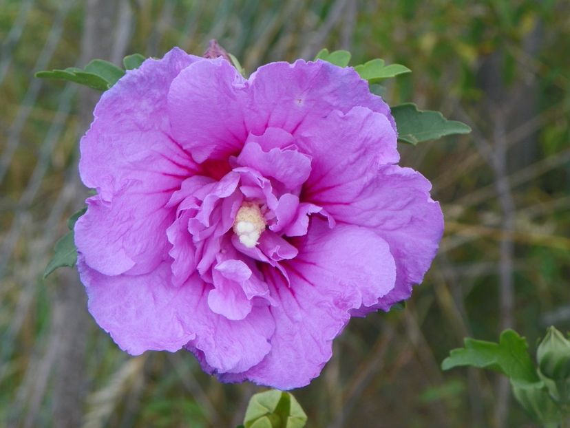 hibiscus syriacus Lavender Chiffon - Dobarland 2018 3
