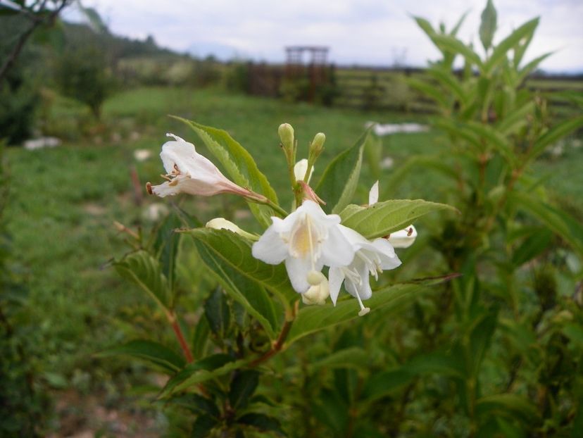 weigela candida - Dobarland 2018 3