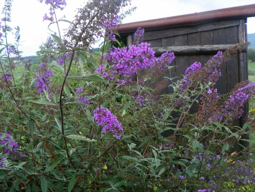 buddleja Empire Blue - Dobarland 2018 3