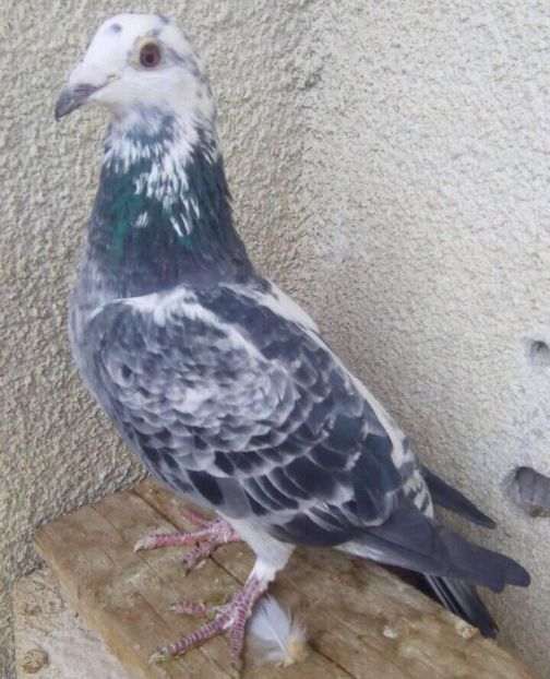 Femela 2011-orig.Dumitrache Marian - Porumbei voiajori la matca