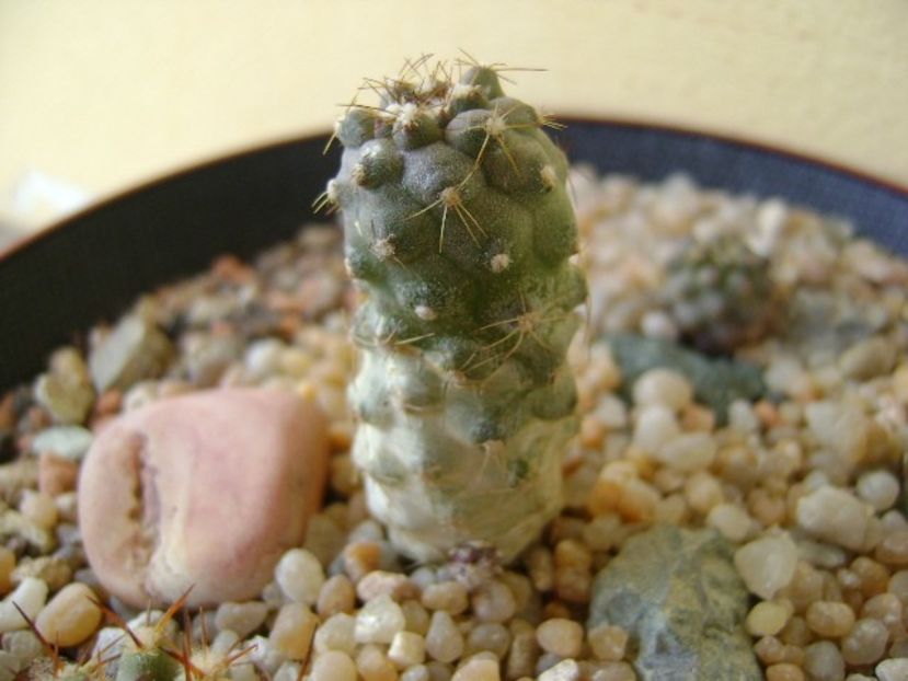 Copiapoa minima - Cactusi 2018 continuare