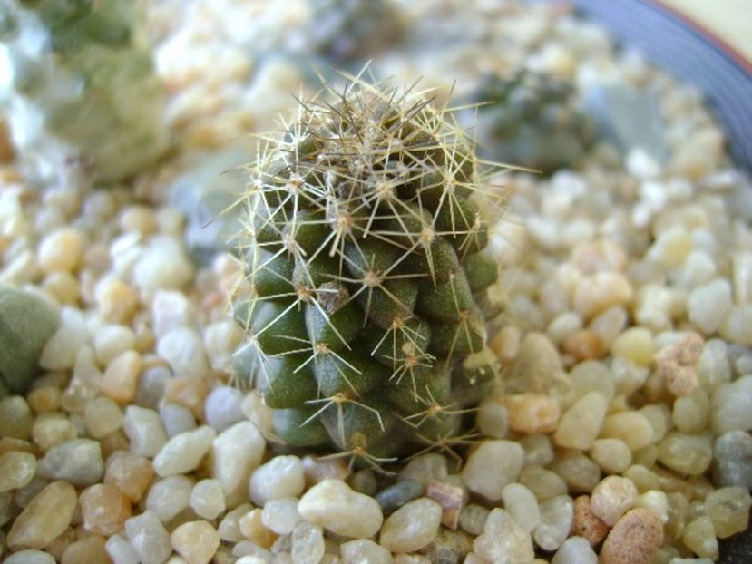Copiapoa minima, Totoral Bajo, Ch. - Cactusi 2018 continuare