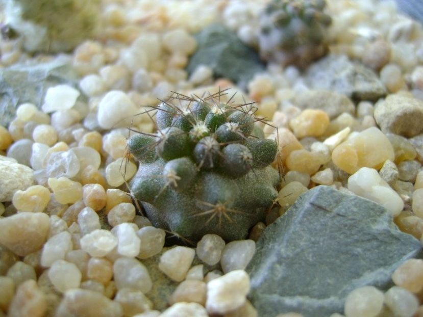Copiapoa humilis ssp. tenuissima - Cactusi 2018 continuare