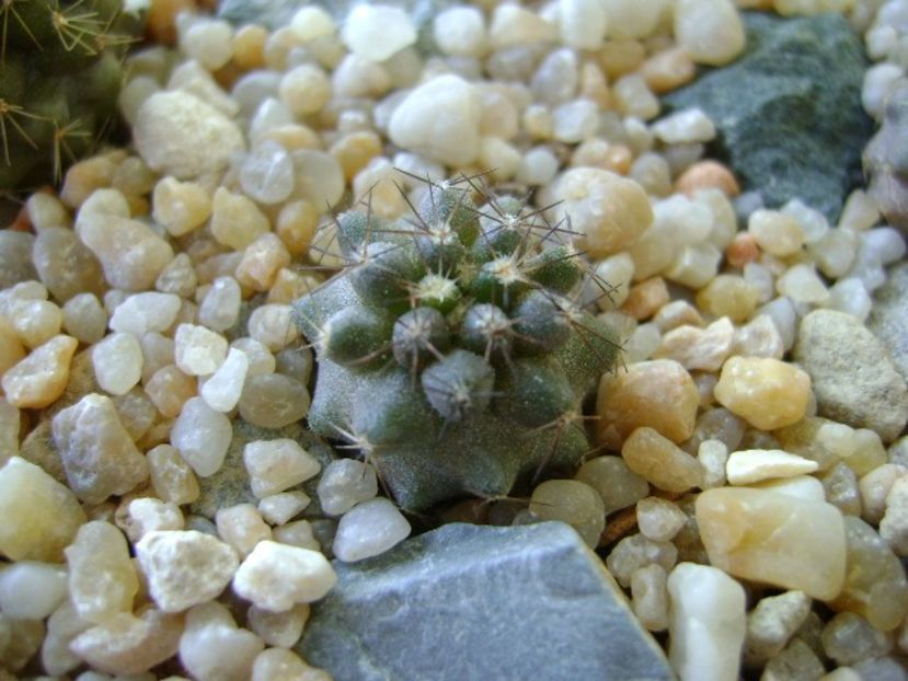 Copiapoa humilis ssp. tenuissima - Cactusi 2018 continuare