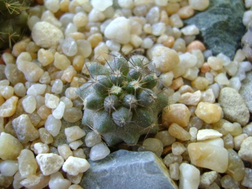 Copiapoa humilis ssp. tenuissima - Cactusi 2018 continuare
