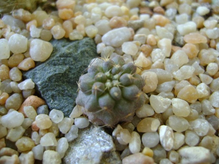 Copiapoa megarhiza (Copiapoa fiedleriana) - Cactusi 2018 continuare