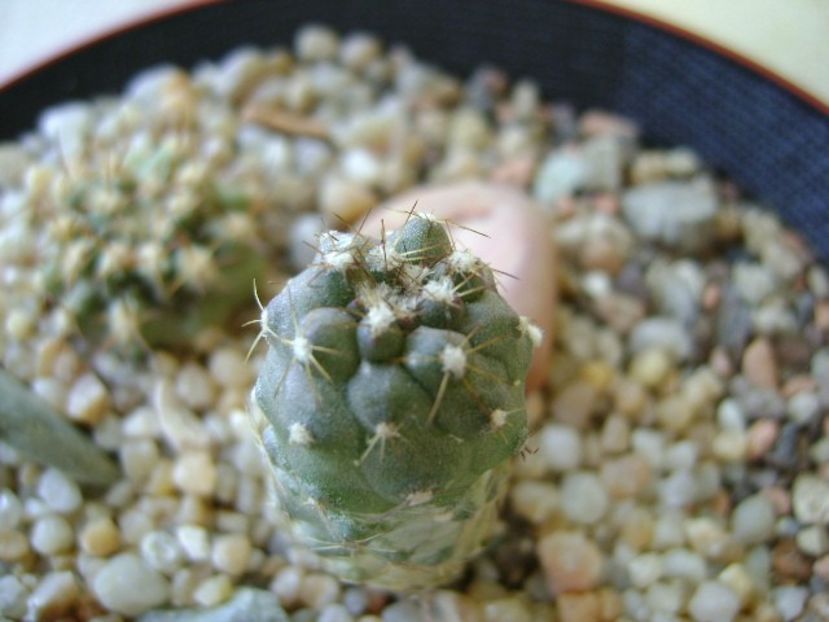 Copiapoa minima - Cactusi 2018 continuare
