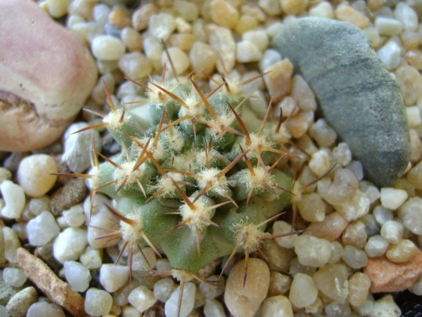 Eriosyce aurata - Cactusi 2018 continuare