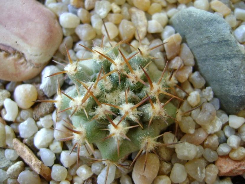 Eriosyce aurata - Cactusi 2018 continuare