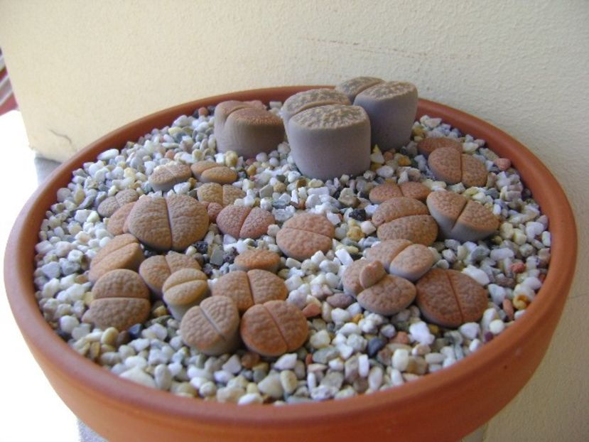 Lithops - Suculente 2018
