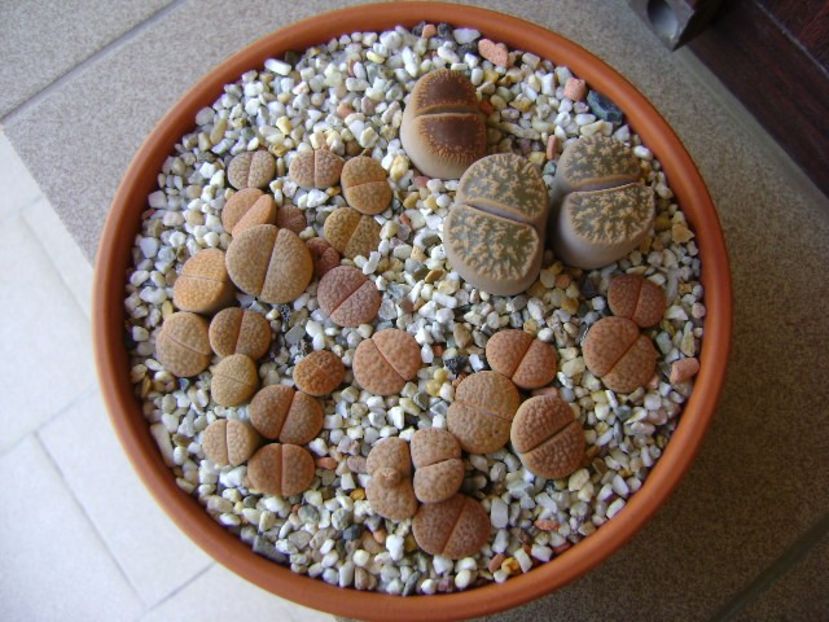 Lithops - Suculente 2018
