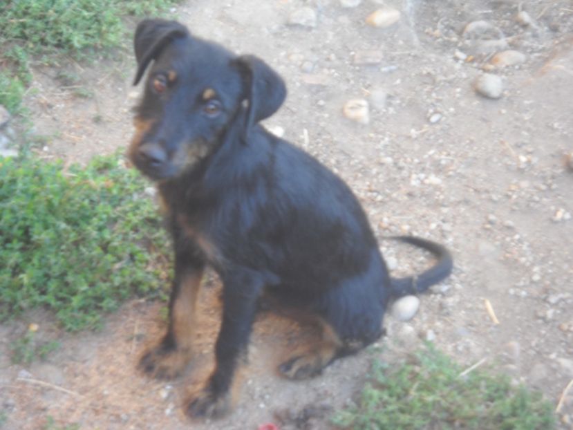 VANDUT - CATEI JAGDTERRIERI 2018