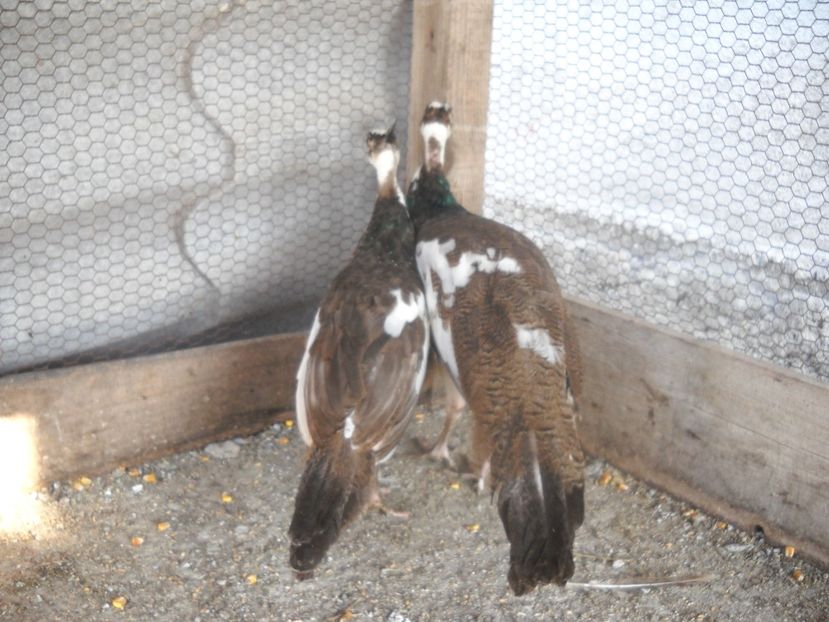  - Arlechini purtatori de silver pied