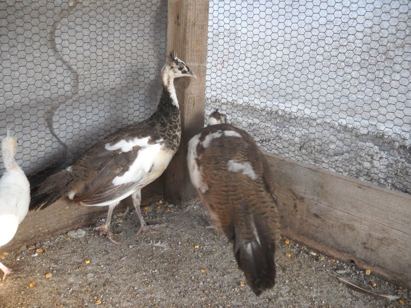  - Arlechini purtatori de silver pied