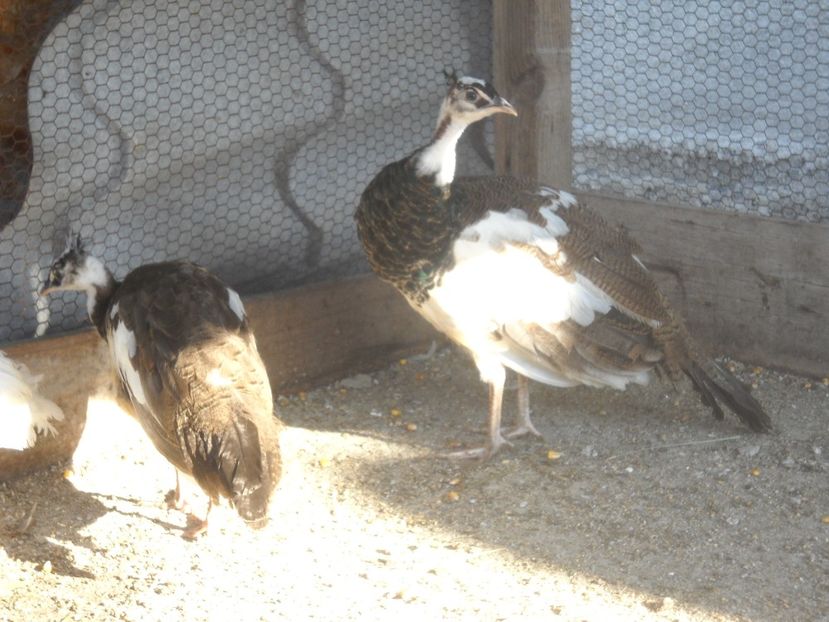  - Arlechini purtatori de silver pied