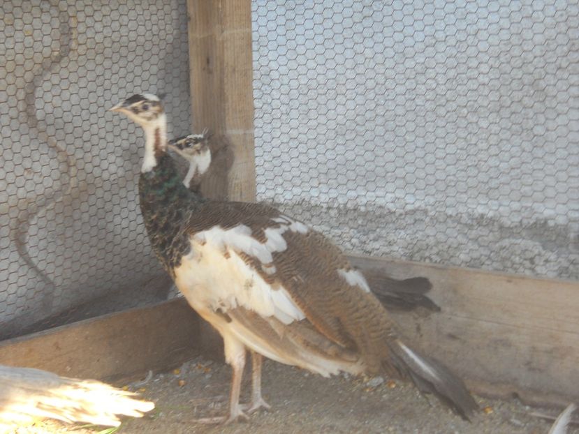  - Arlechini purtatori de silver pied