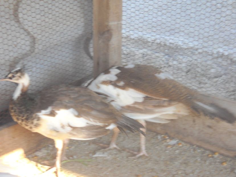  - Arlechini purtatori de silver pied