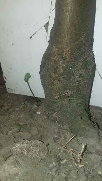 Evolutie anul 5 cam 7-8 cm grosime la baza partea de gutui - Premiere