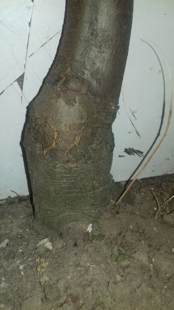 Se observa ca gutuiul nu este mai subtire - Premiere