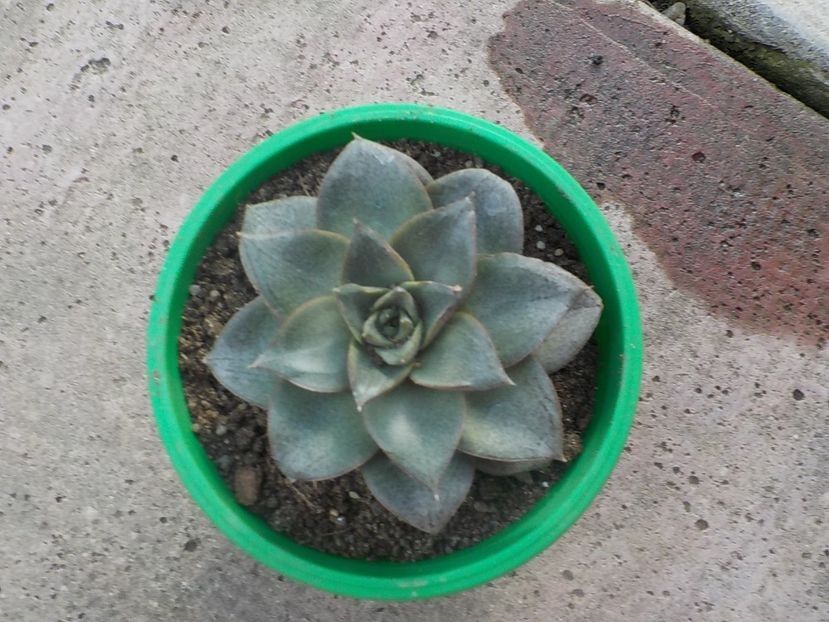echeveria purpurosum - Genul Echeveria