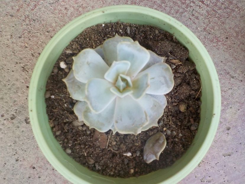 echeveria lilacina - Genul Echeveria