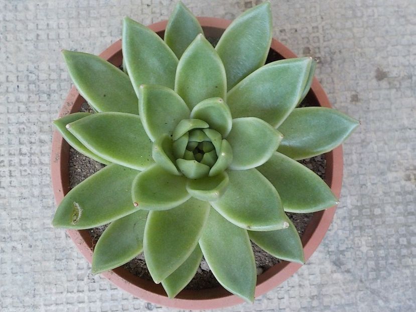  - echeveria agavoides