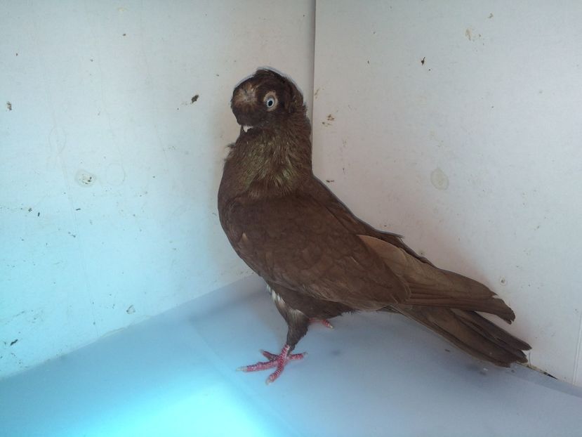 6993  mascul  2018_1 - pui 2018 BM